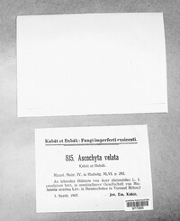 Ascochyta velata image